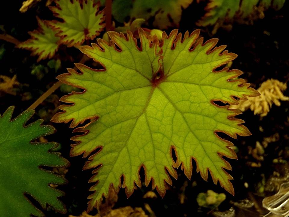 B. lyallii var. lyallii